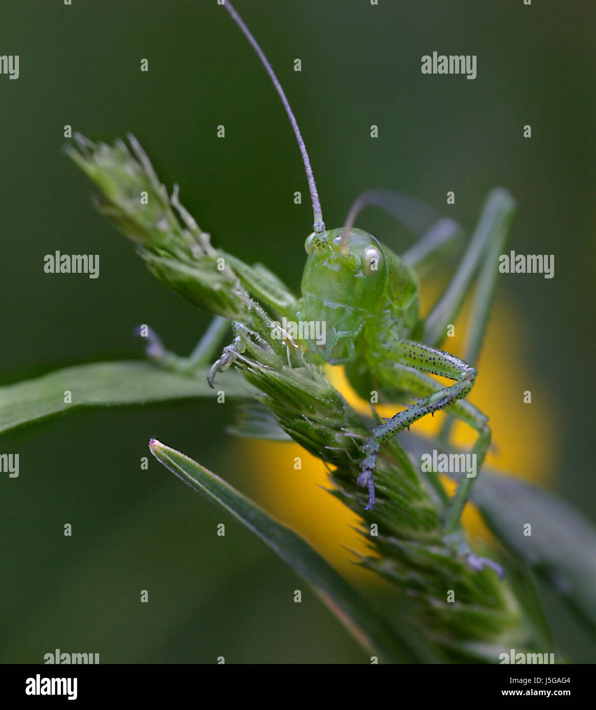 Antenna flip green insect High Resolution Stock Photography
