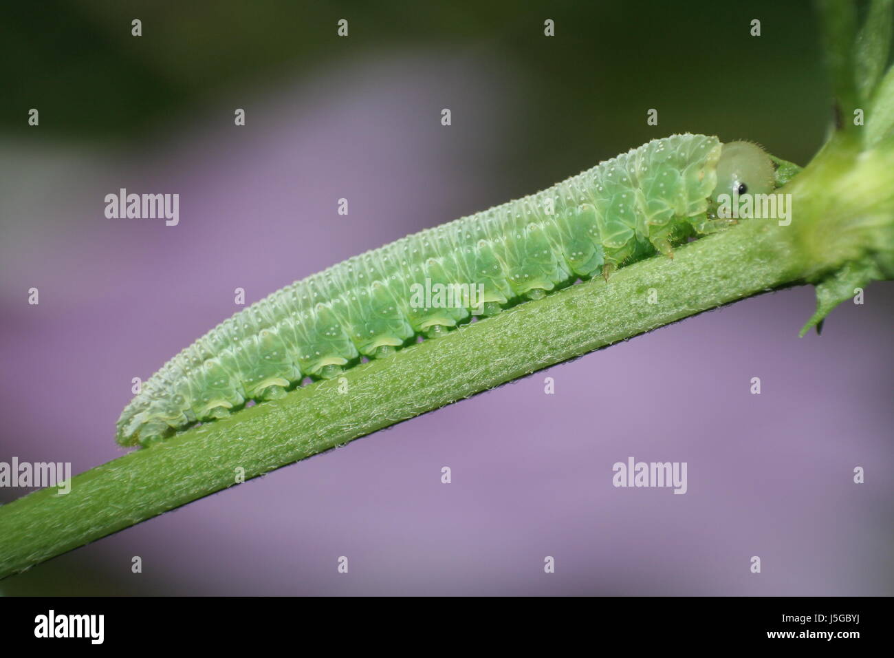 this is not a caterpillar but probably the larva of a sawfly Stock Photo