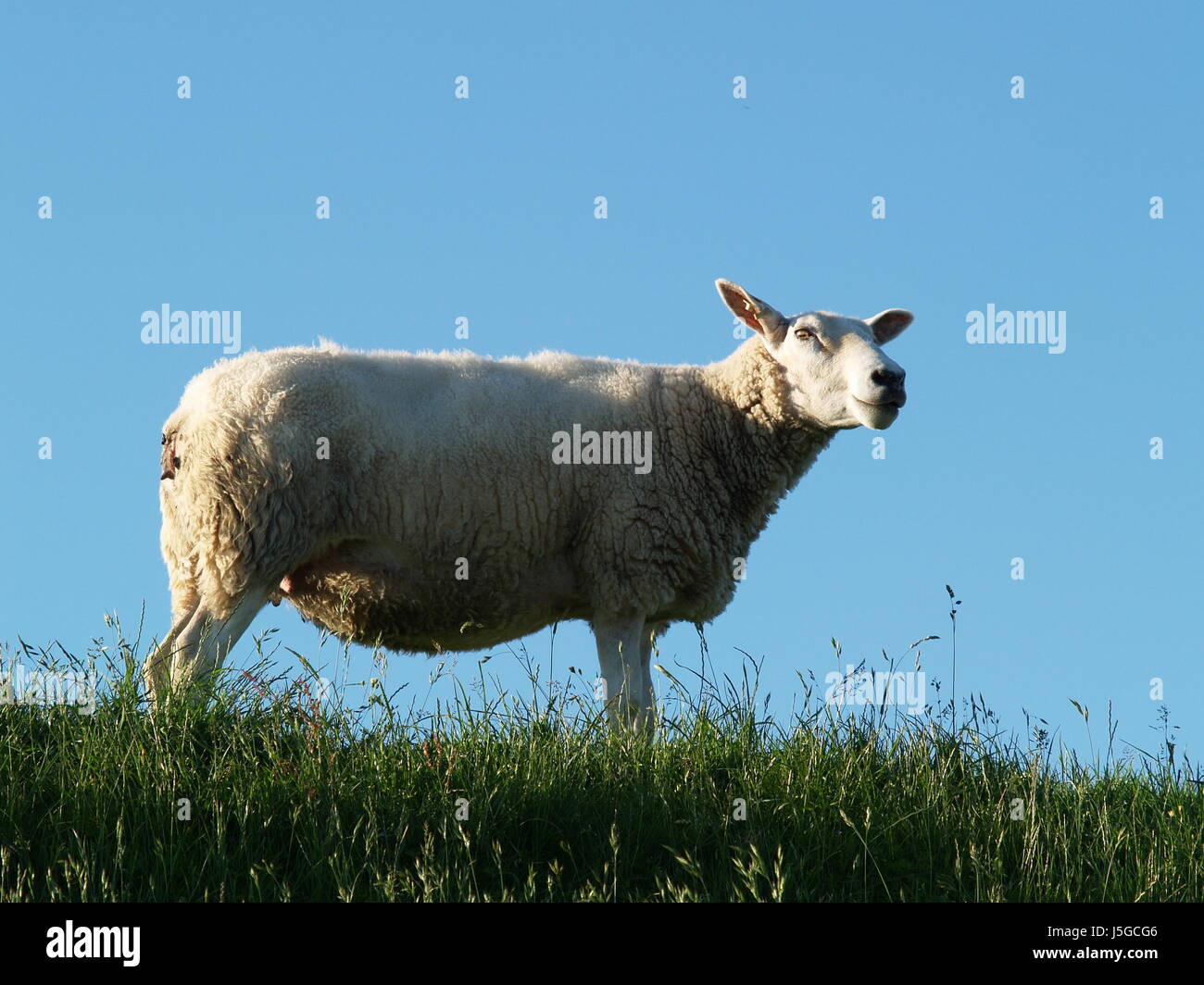 blue grasses sheep dike firmament sky meadow grass lawn green shaddow shadow Stock Photo