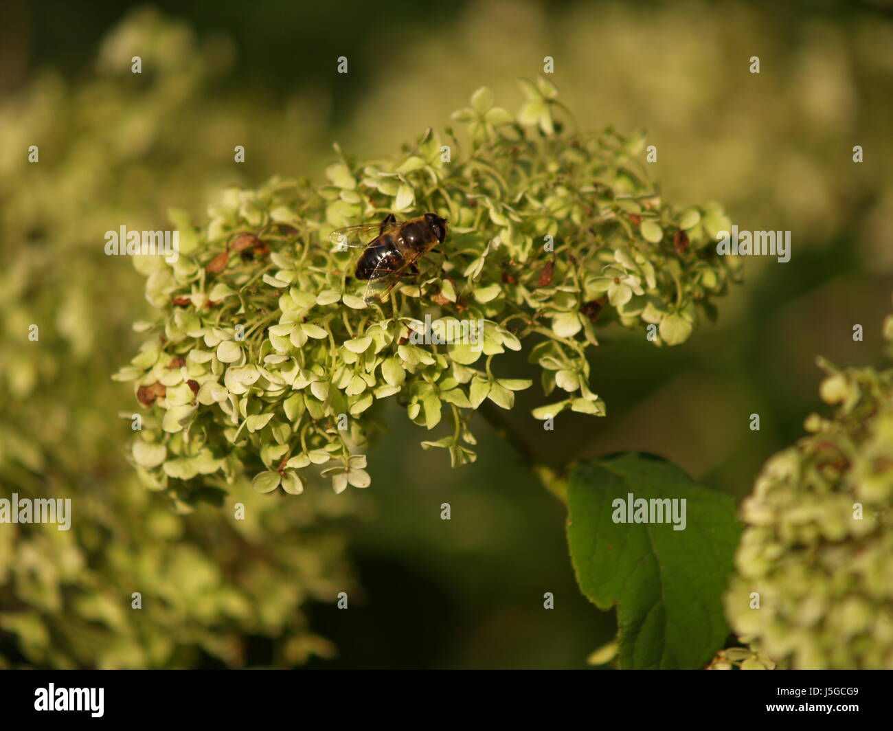 bee on hydrangea Stock Photo
