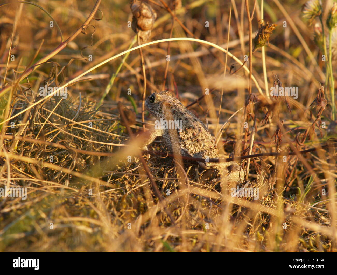 green brown brownish brunette grasses frog heath toad grey gray trockenblume Stock Photo