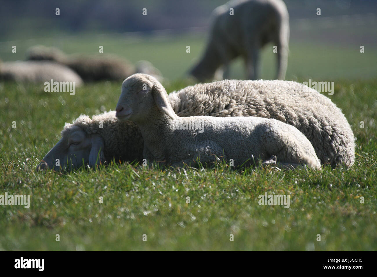 curious nosey nosy ears look glancing see view looking peeking looking at sheep Stock Photo