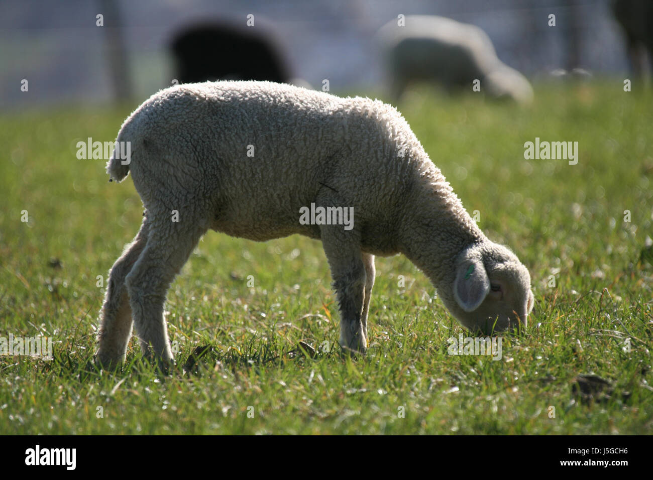 ears look glancing see view looking peeking looking at sheep wool small tiny Stock Photo