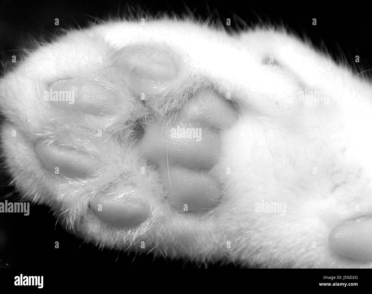 animals black swarthy jetblack deep black blank european caucasian hairs toes Stock Photo