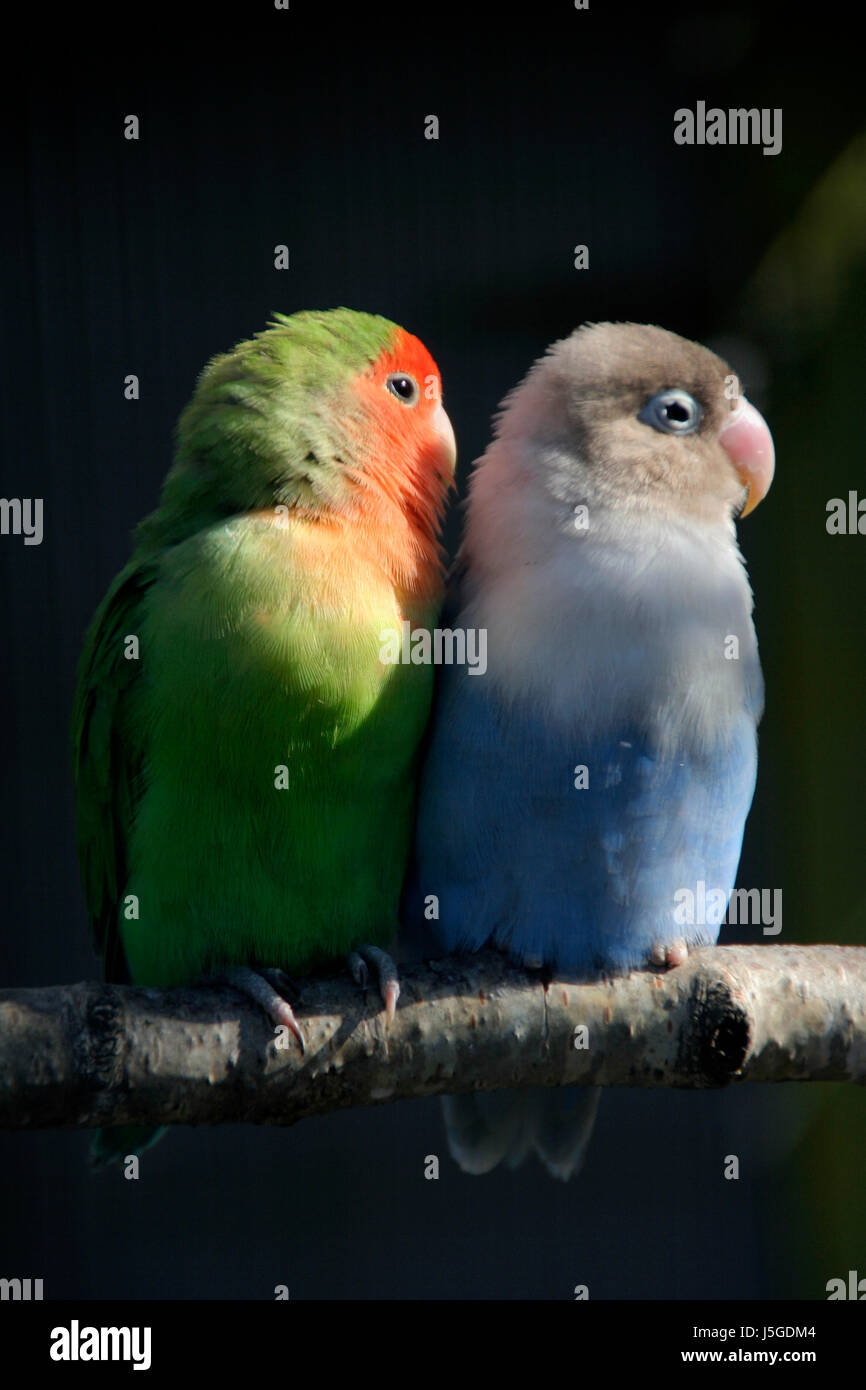 animal bird africa animals birds exotic poultry parrots couple pair parrot  Stock Photo - Alamy