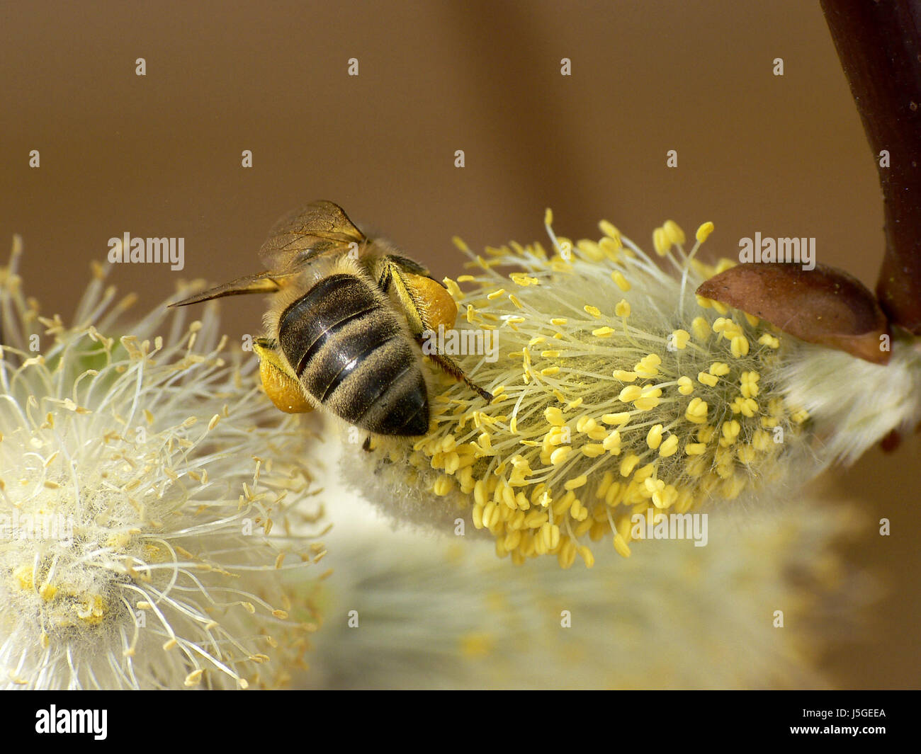 busy bee 3 Stock Photo - Alamy