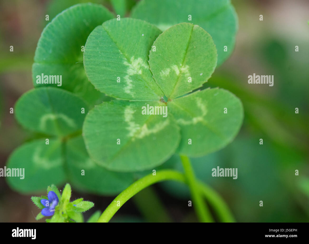 I m looking over a four leaf clover stock photo alamy