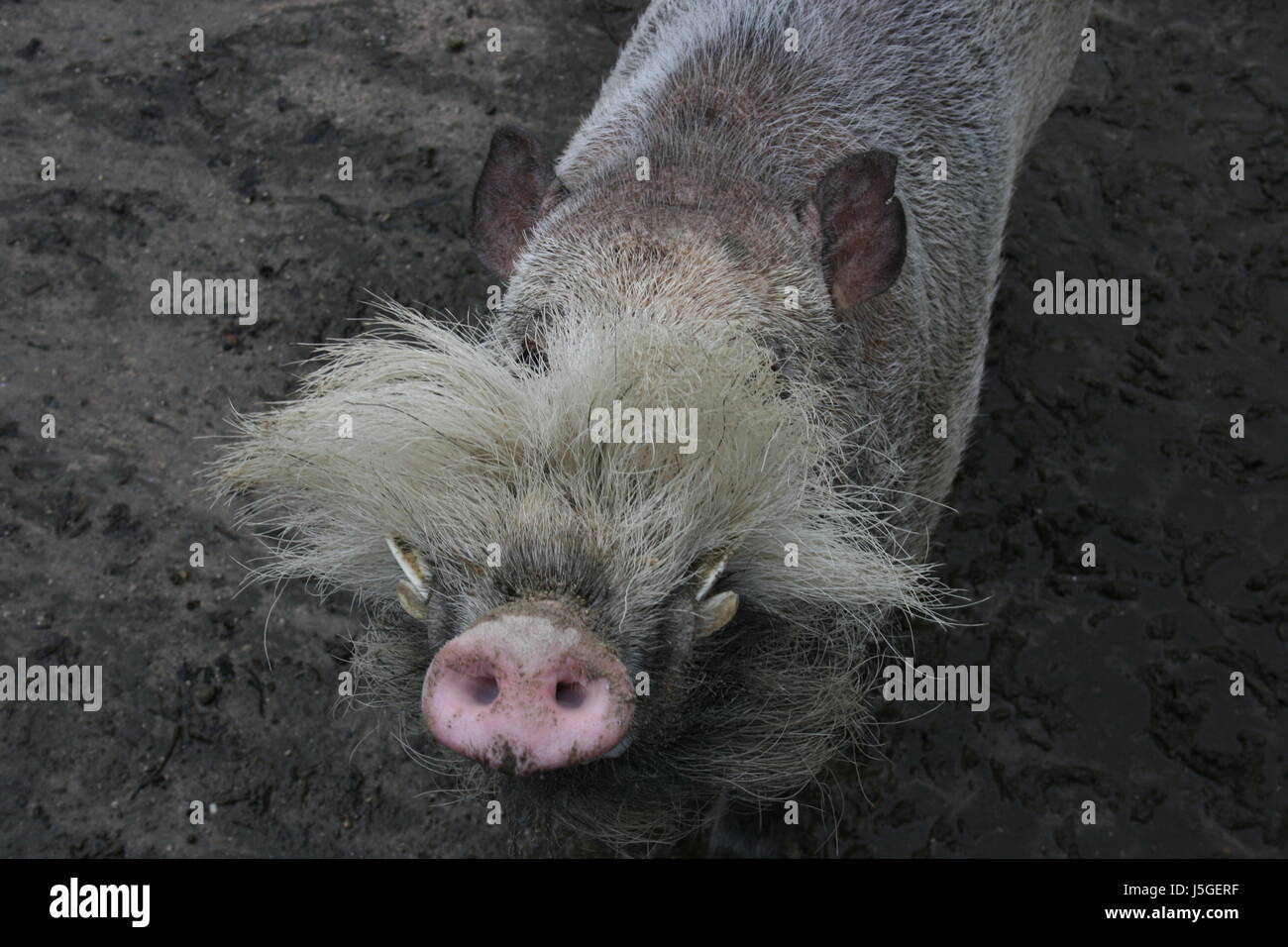 Asia Virgin Forest Malaysia Borneo Boar Sow Rainforest Rain Forest Pig Sumatra Stock Photo Alamy