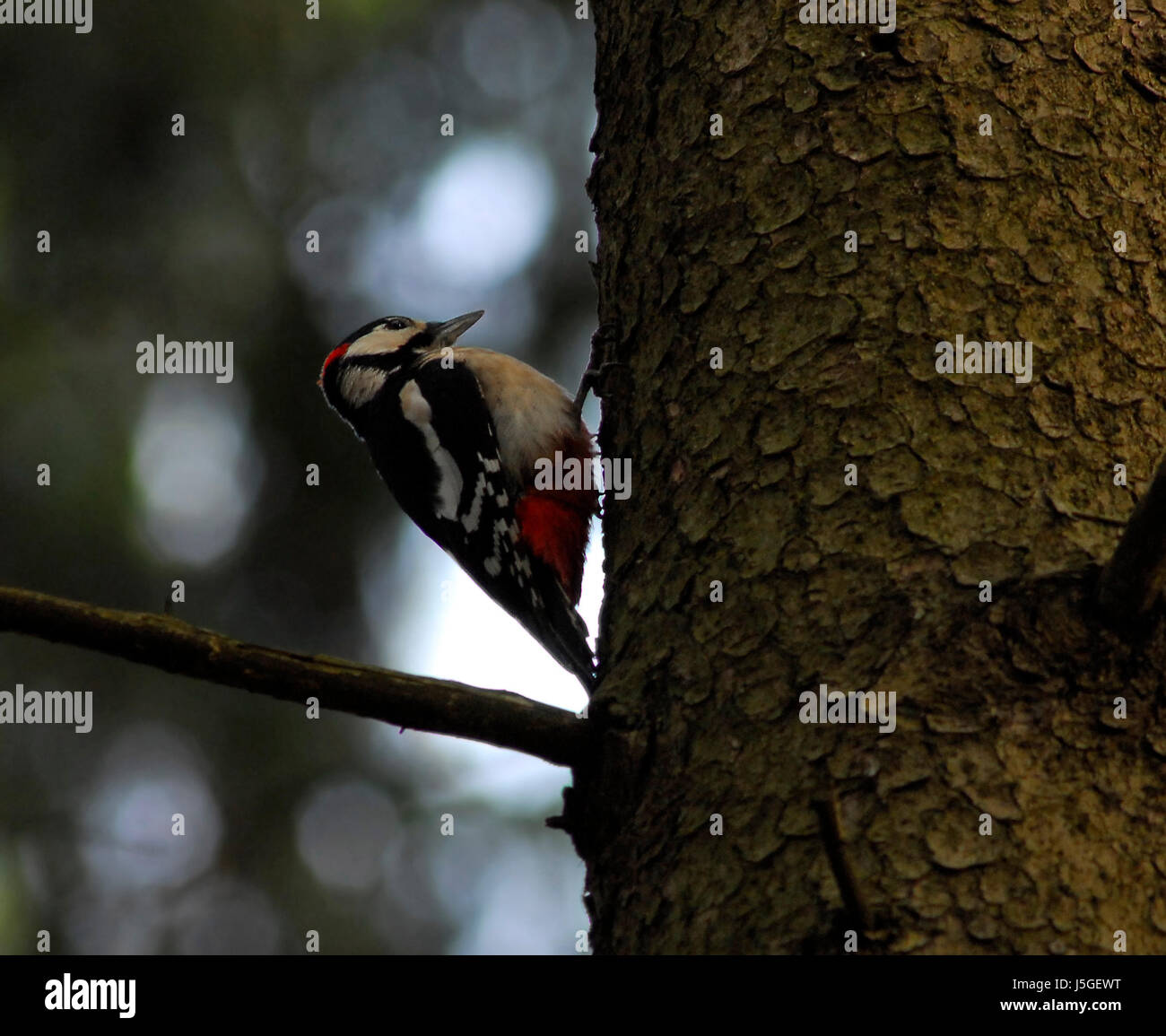bird animals birds tele woodpecker woodpeckers waldvgel waldvogel buntspechte Stock Photo
