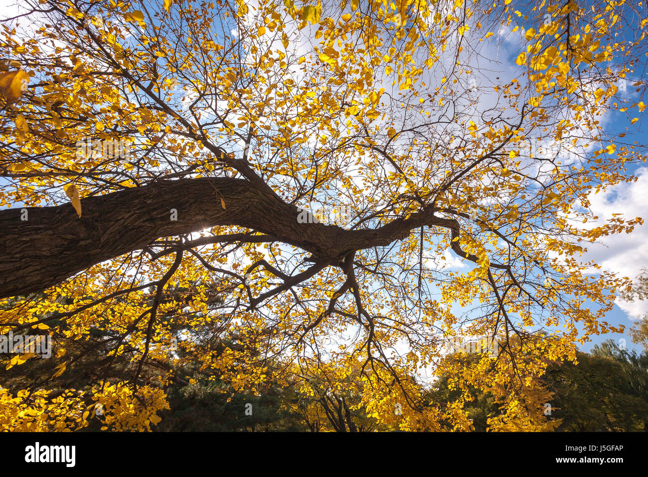 Autumn tree with blue sky Stock Photo - Alamy