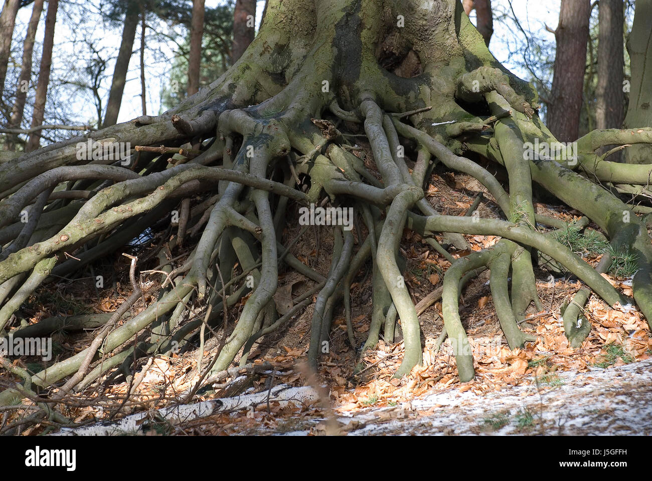 tree wood deciduous forest root beech forest leaves foliage nature erdverbunden Stock Photo