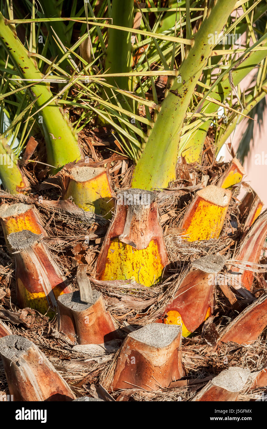 beautiful palm tree trunk closeup Stock Photo Alamy