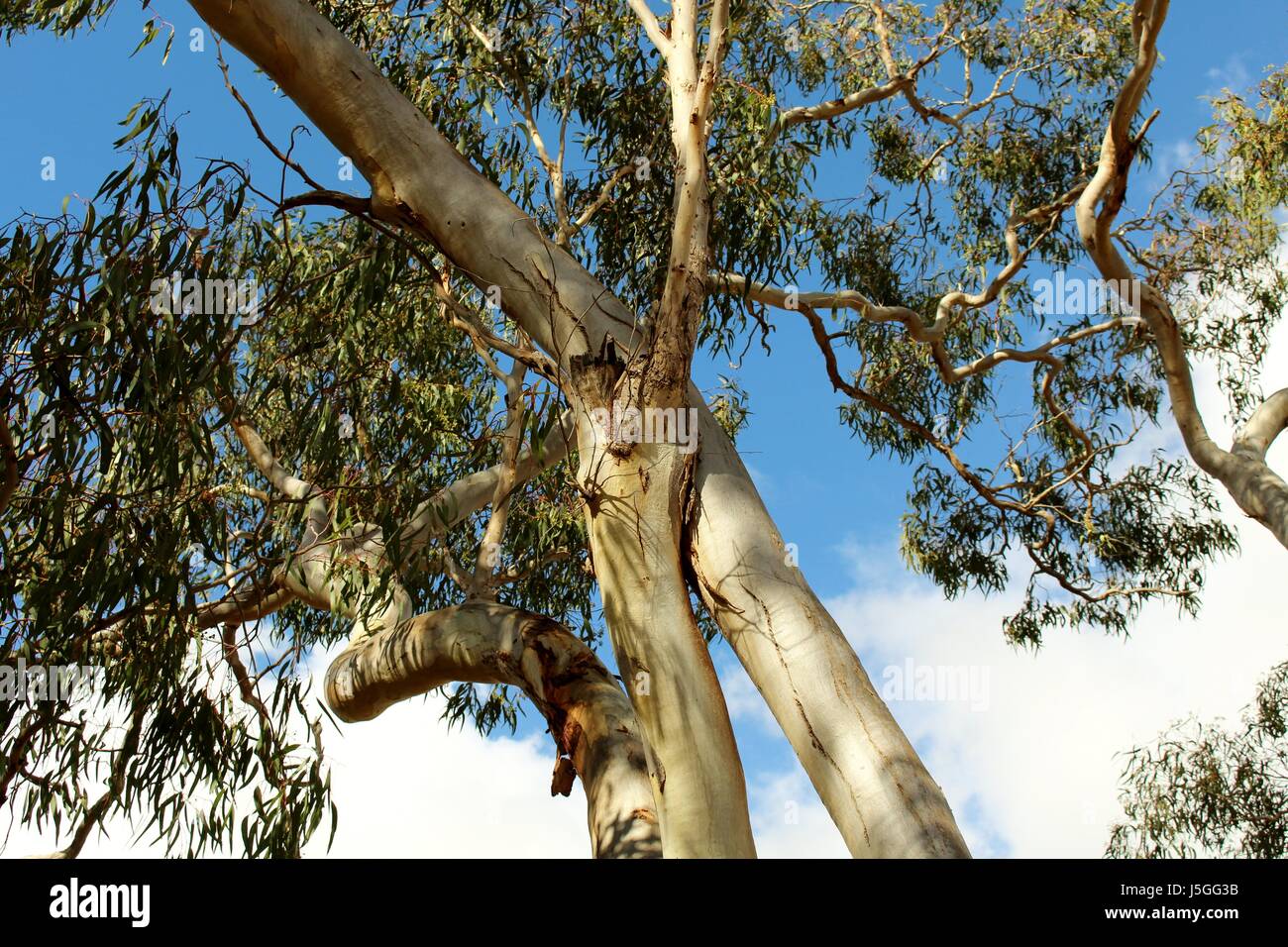 Pink Gum Trees (Eucalyptus fasciculosa) intertwined against blue sky