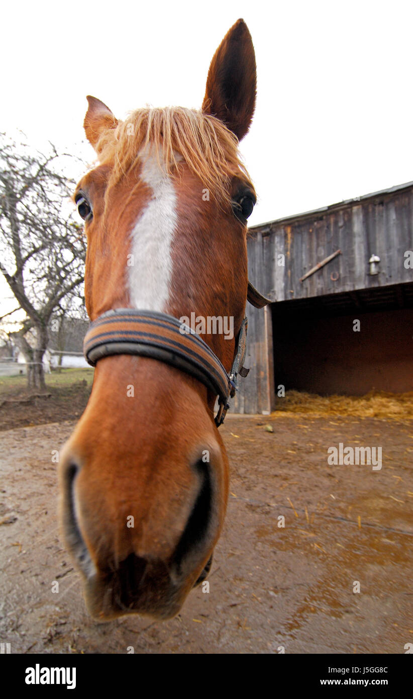 horse with no legs Stock Photo Alamy