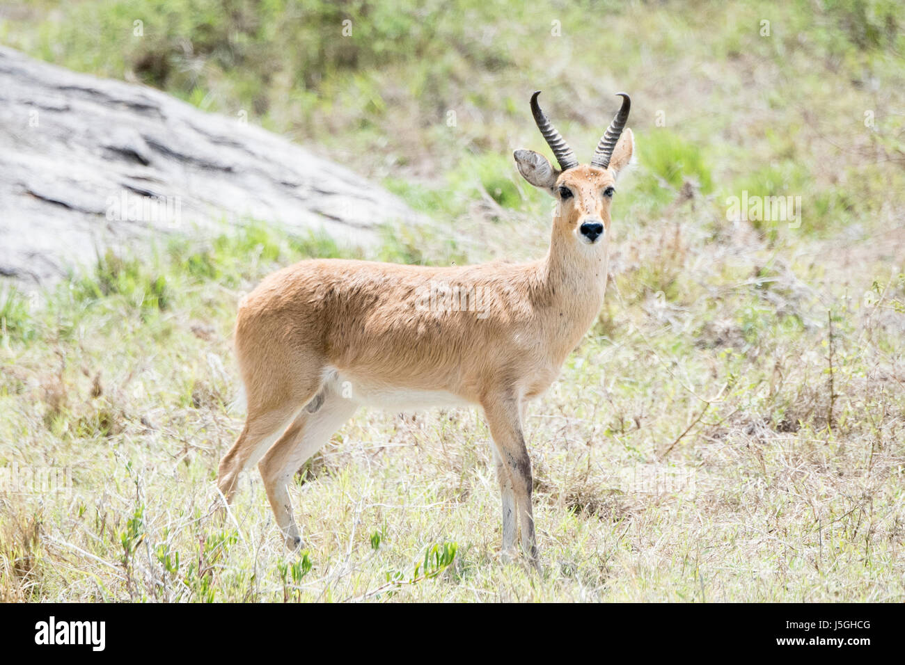 Common or southern reedbuck hi-res stock photography and images - Alamy