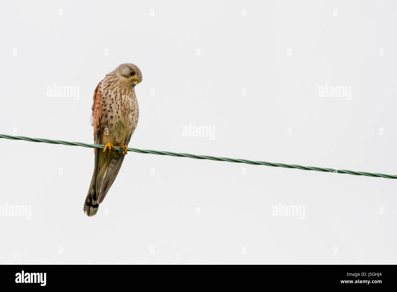 Wildlife UK: Male kestrel (Falco tinnunculus) isolated on a wire with bloody hints of his last catch whilst looking for the next one. Burley-in-Wharfe Stock Photo