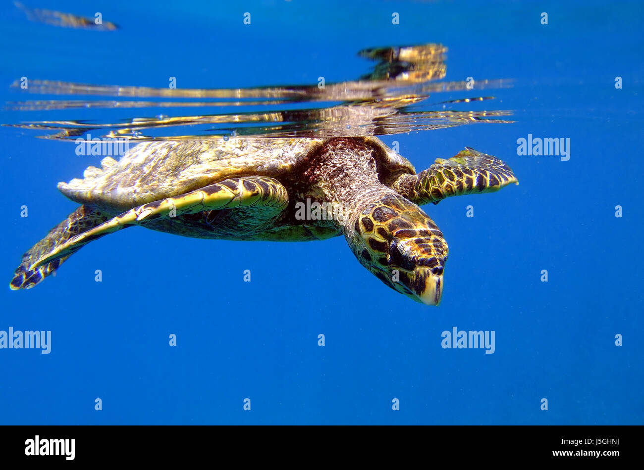 salt water sea ocean water turtle tortoise protected sheltered armour