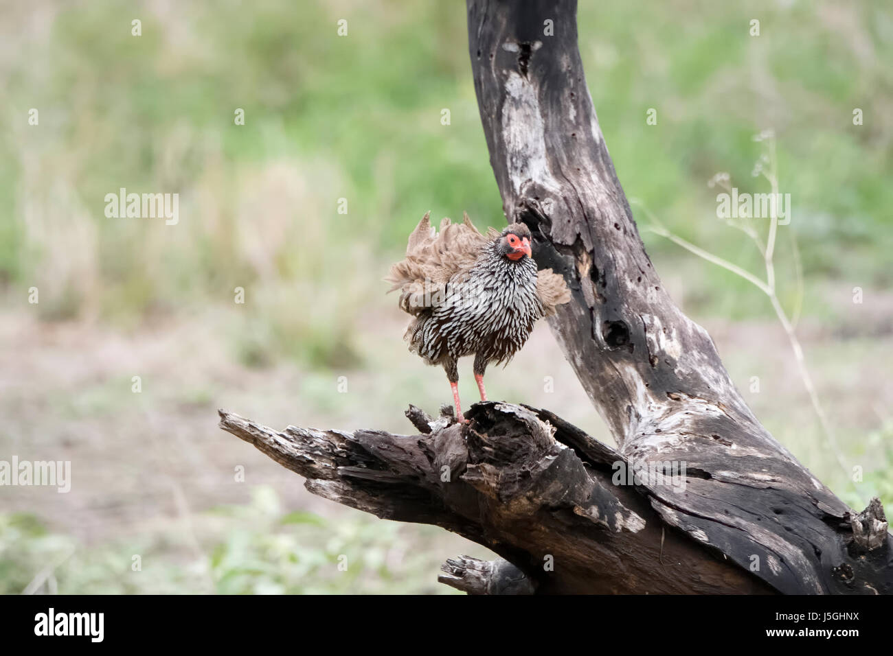 Red-necked Francolin (Francolinus afer) on Tree Stump in Northern Tanzania Stock Photo