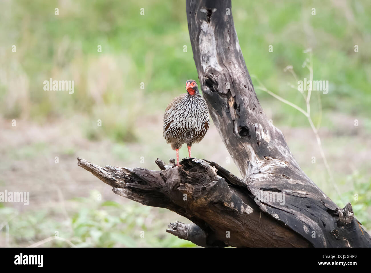 Red-necked Francolin (Francolinus afer) on Tree Stump in Northern Tanzania Stock Photo