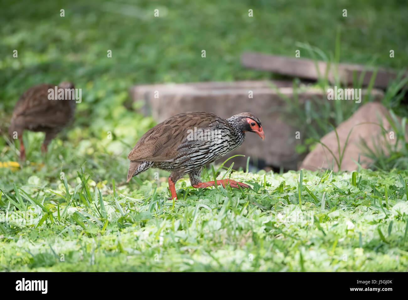 Wild Red-necked Francolin (Francolinus afer) Hunting in Deep Grass in Northern Tanzania Stock Photo