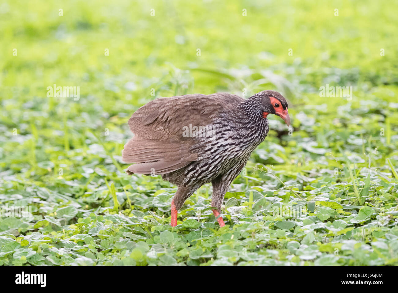 Wild Red-necked Francolin (Francolinus afer) Hunting in Deep Grass in Northern Tanzania Stock Photo