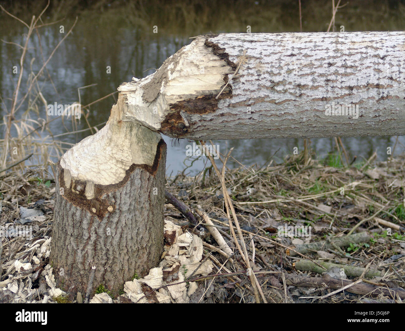 tree rodent drop rasp beaver damage damages detriments tear down brookside Stock Photo