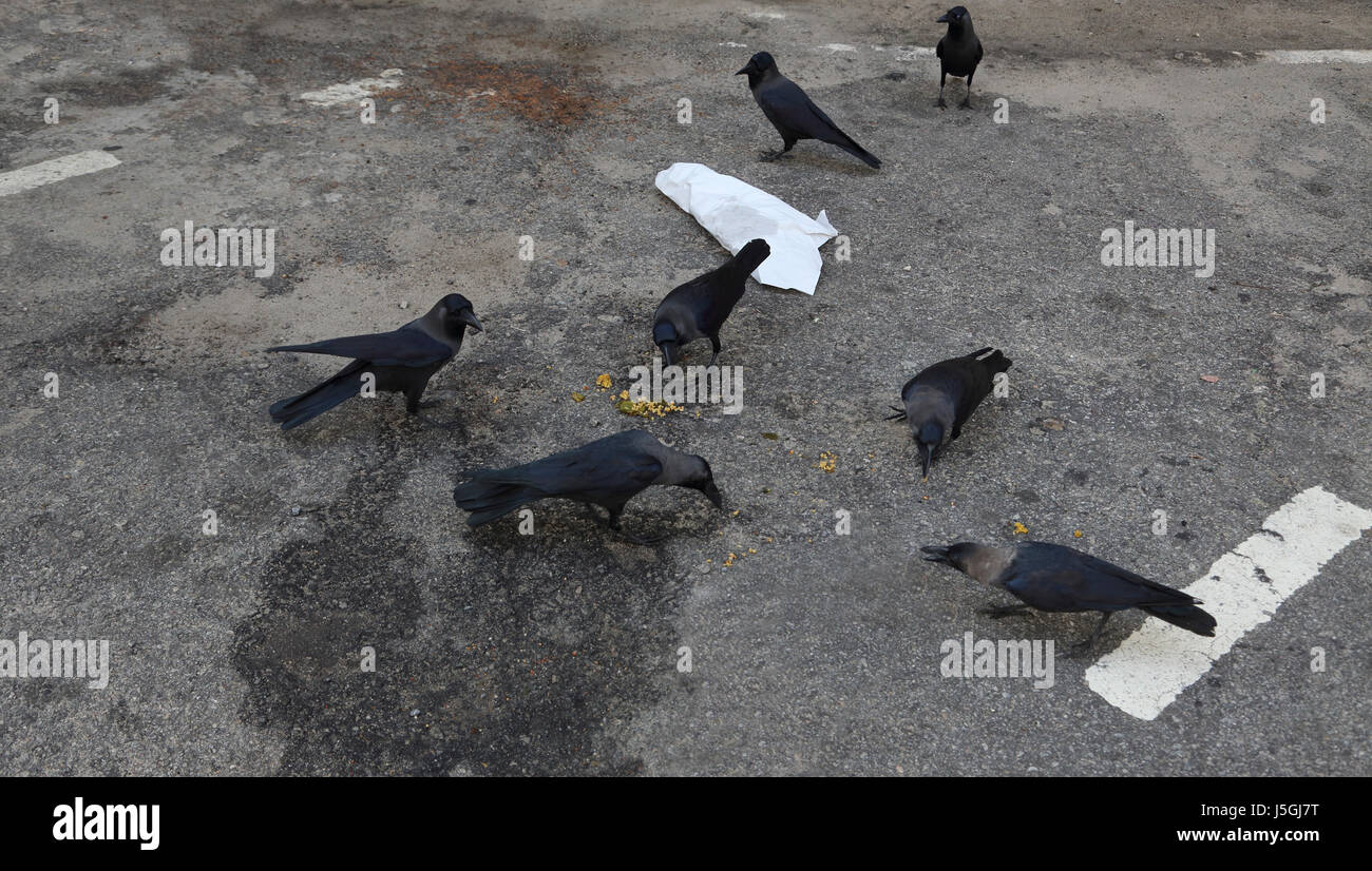 Fort Colombo Sri Lanka House Crows (Corvus Splendevis) eating rice in car park Stock Photo