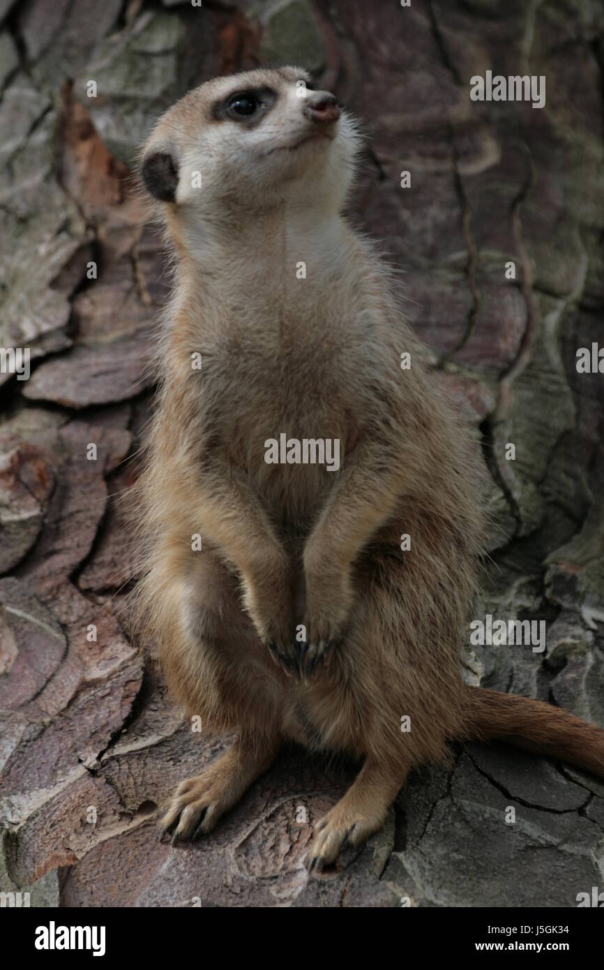 mammal cave africa south africa snag pack globe planet earth world suricata Stock Photo