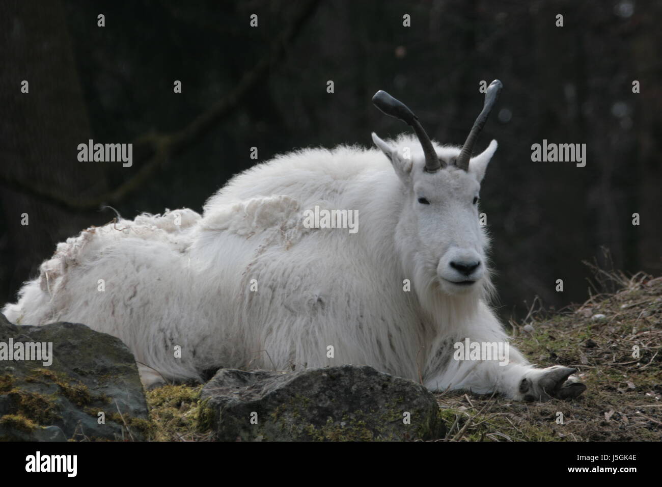 goat america canada north america snow mountain oreamnos americanos felsen Stock Photo