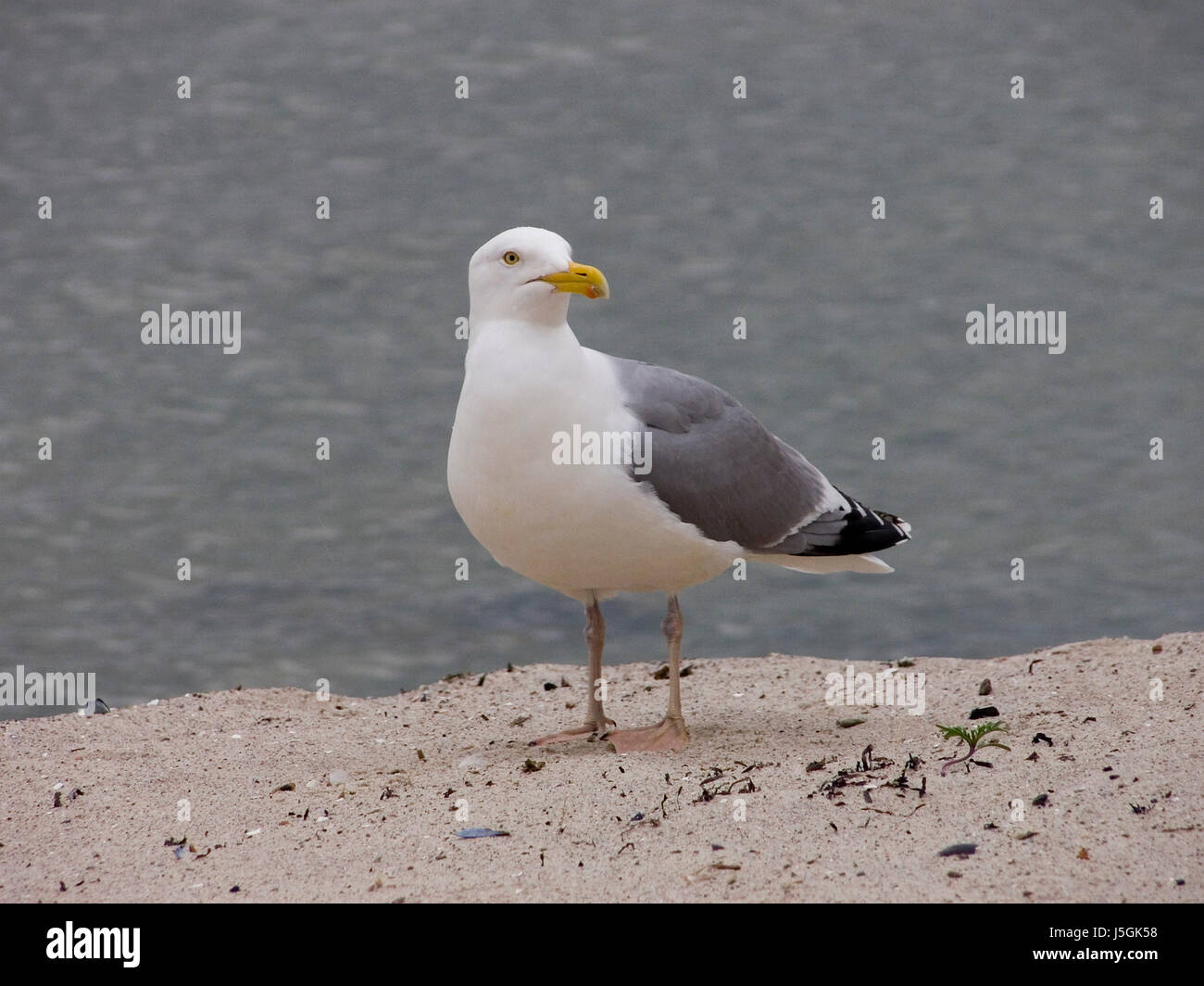 herring gull Stock Photo