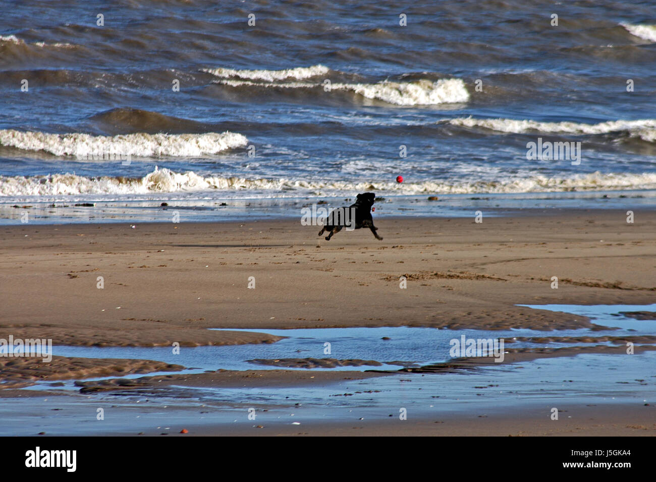 dog on the beach at portobello Stock Photo Alamy