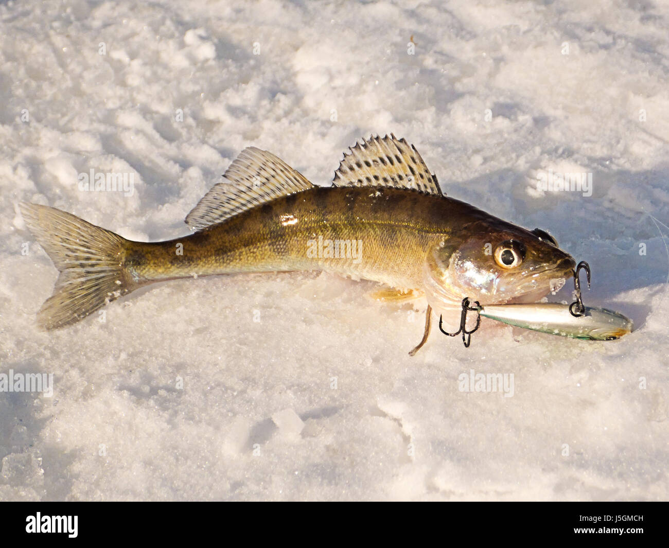 Pike perch on ice Stock Photo