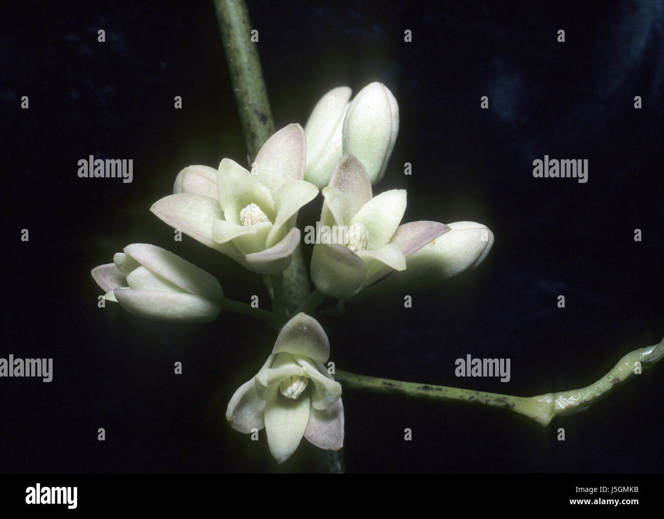 rhododendron campanulatum Stock Photo