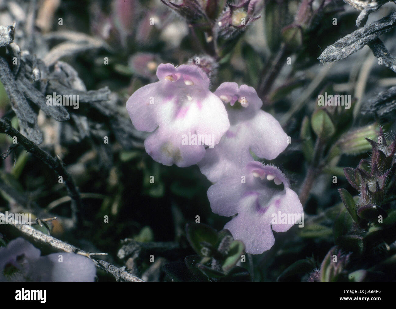flower plant flora blank european caucasian nature blumenpflanze cf micromeria Stock Photo
