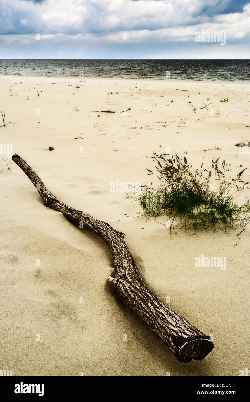 Driftwood on the beach. Baltic sea shore, Pomerania, northern Poland. Selective focus. Stock Photo