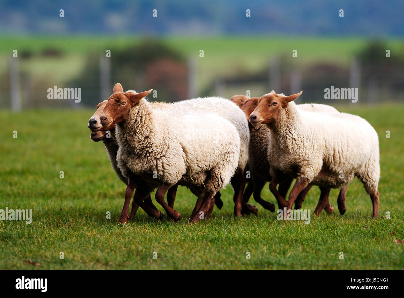 animal mammal animals sheep wool farm animal sheep (pl.) gregarious animal Stock Photo