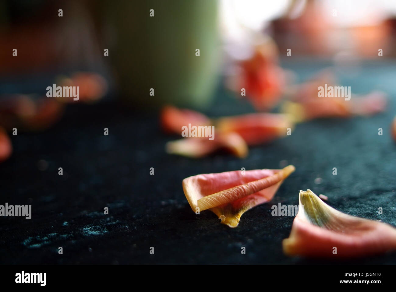 flower plant bloom blossom flourish flourishing sad flowers mourning