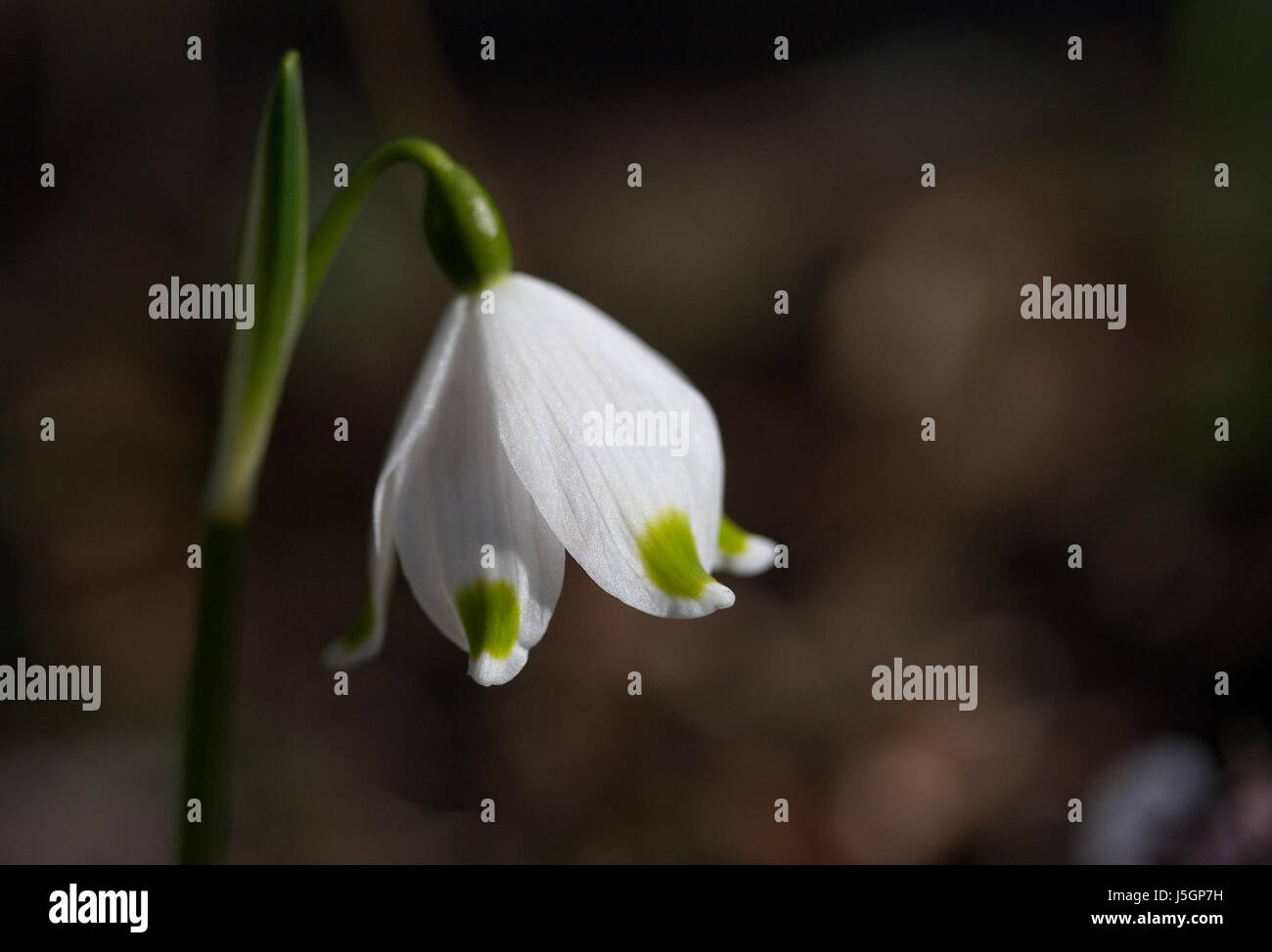 snowdrop Stock Photo