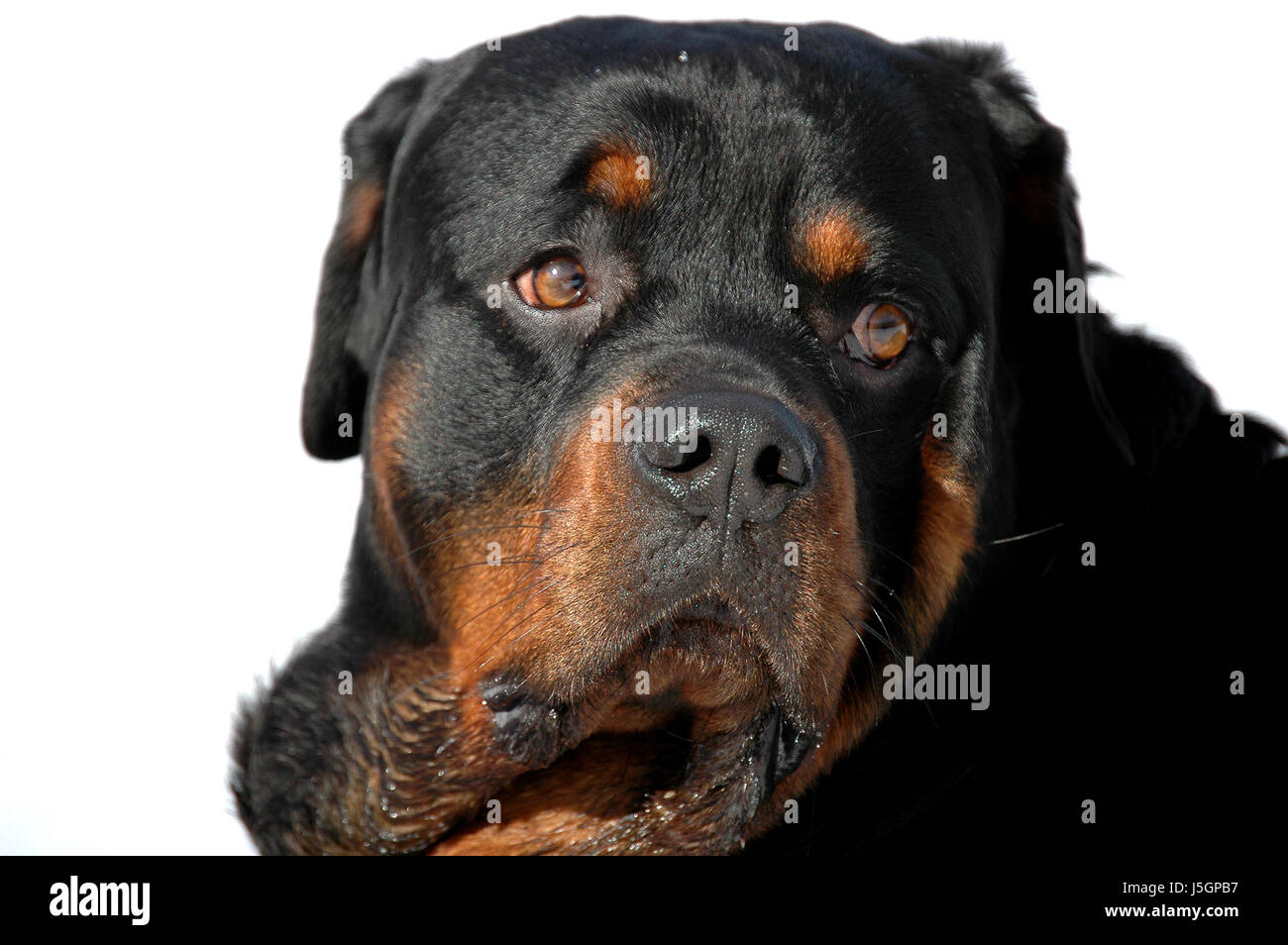 Dog Rottweiler Attack