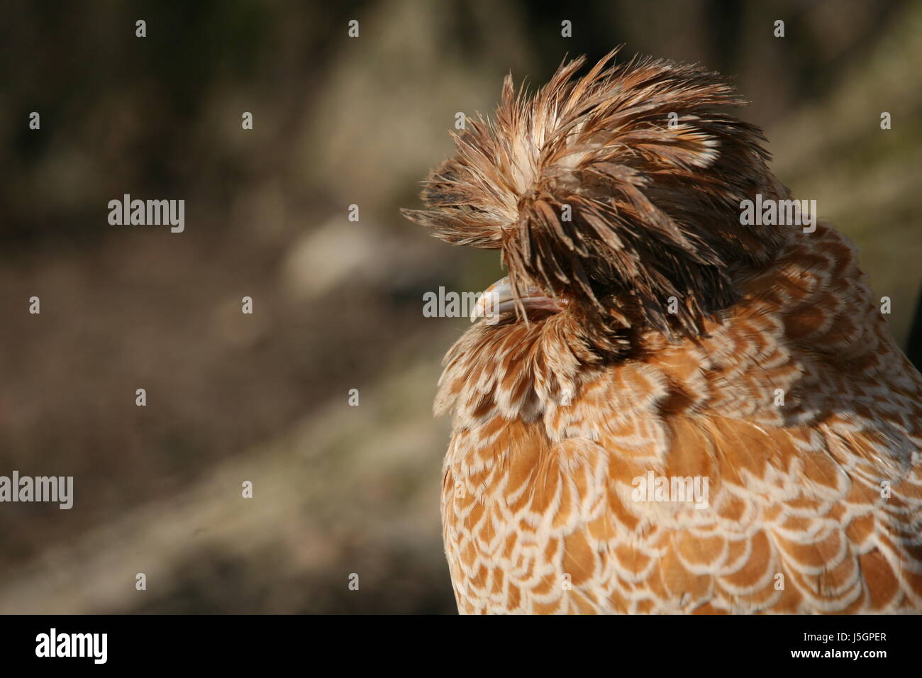 Closeup of brown feathers and plumage of a wild bird Stock Photo - Alamy