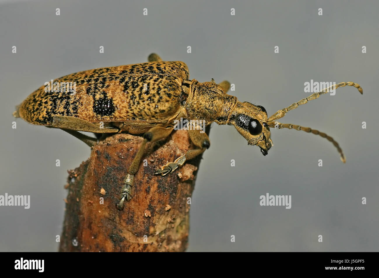 macro close-up macro admission close up view beetle nature rhagium mordax Stock Photo