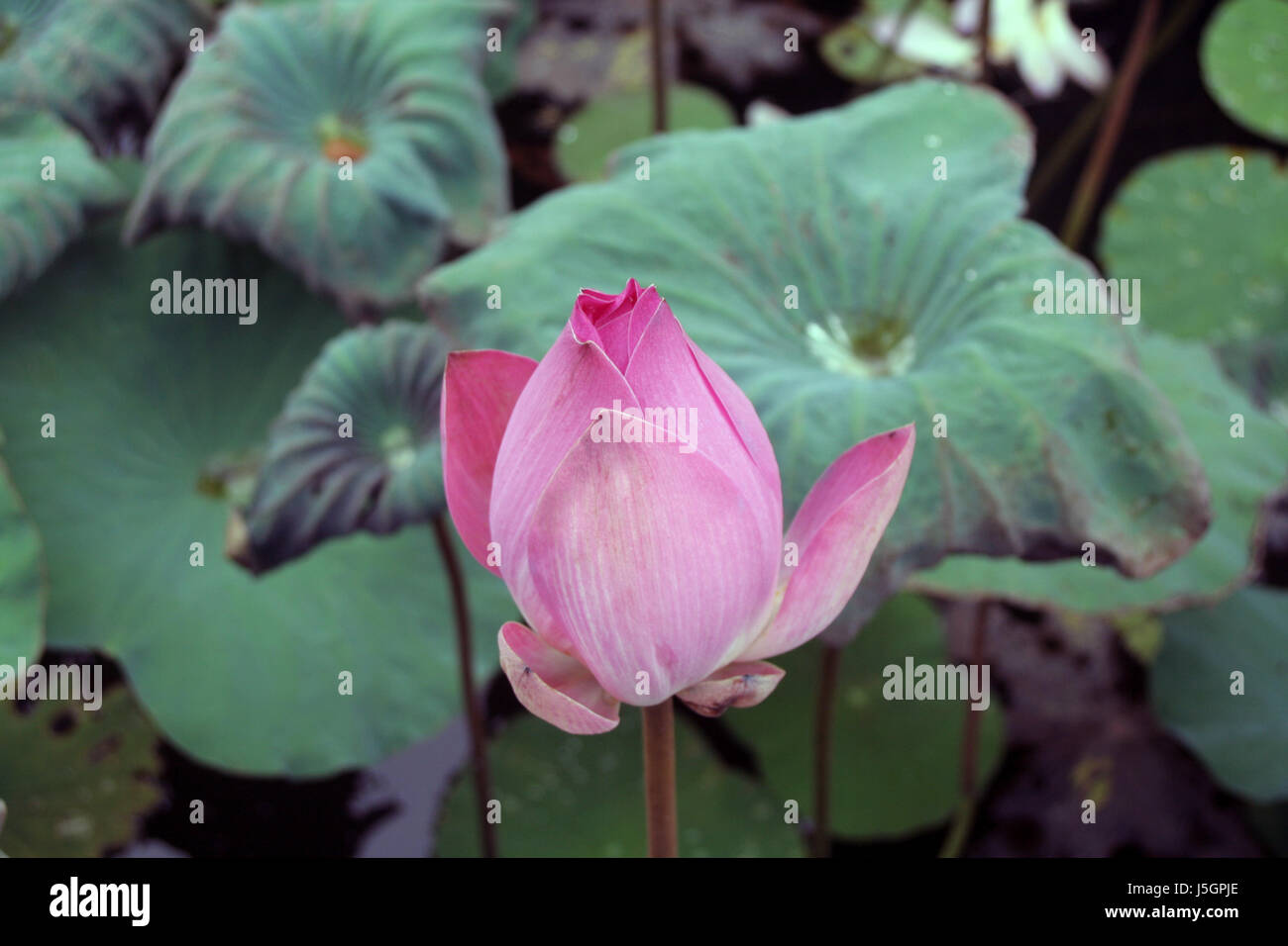 sleeping lotus flower Stock Photo