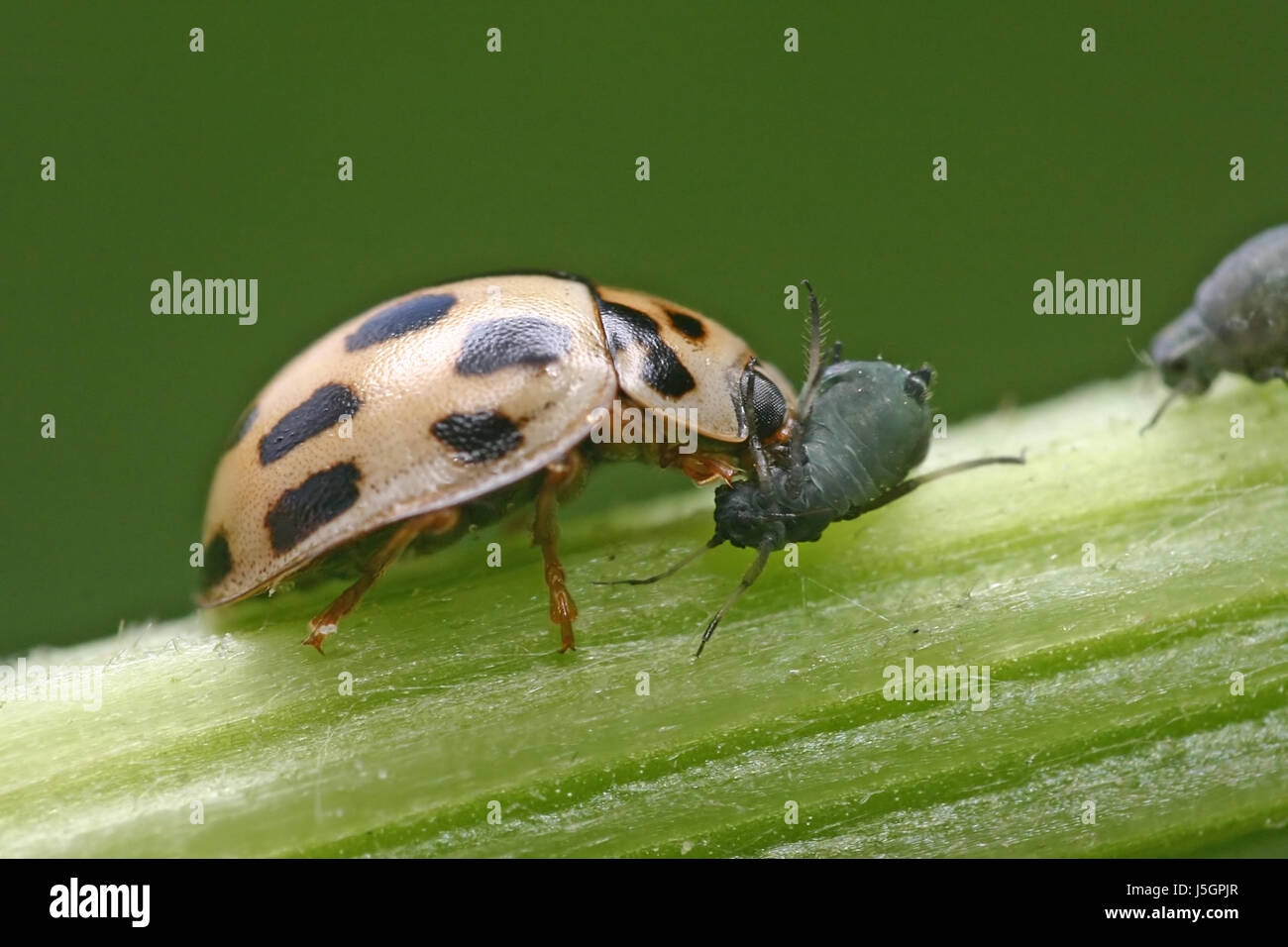 macro close-up macro admission close up view beetle aphid varmint nature Stock Photo