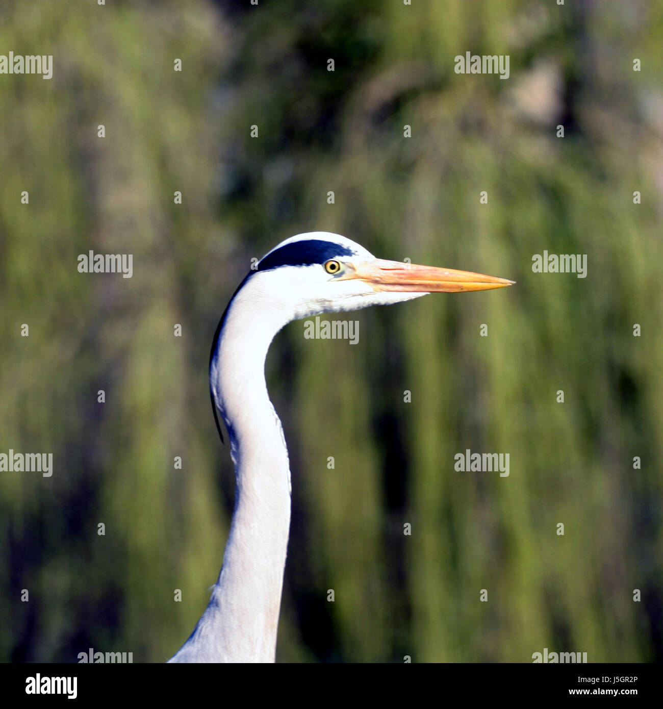 bird eye organ birds feathers beak heron beaks grey gray fly flies flys ...