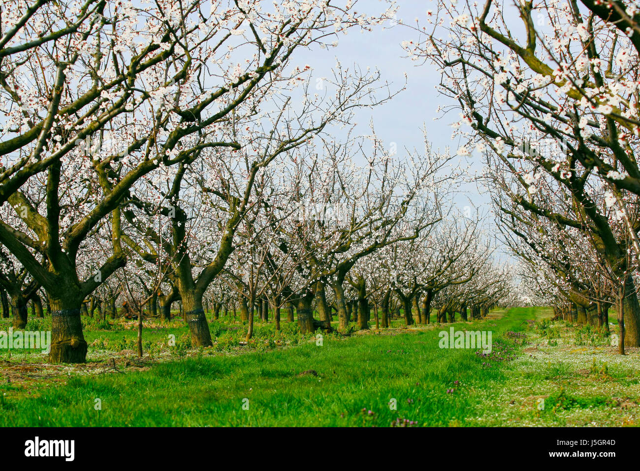 tree green bloom blossom flourish flourishing agriculture farming austrians Stock Photo