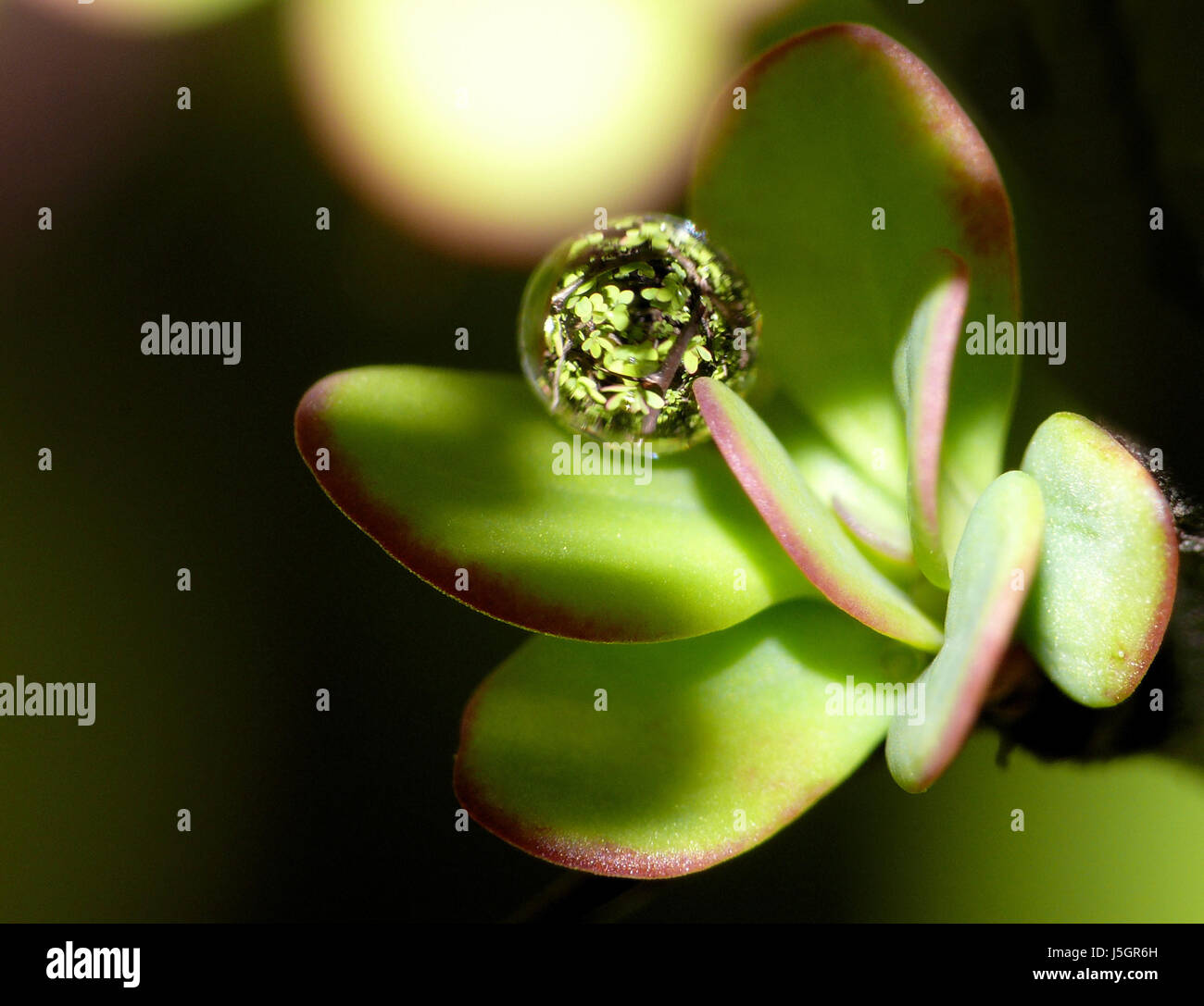 a whole bush in a drop Stock Photo - Alamy