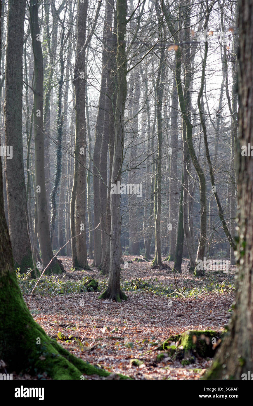 in the forest Stock Photo - Alamy