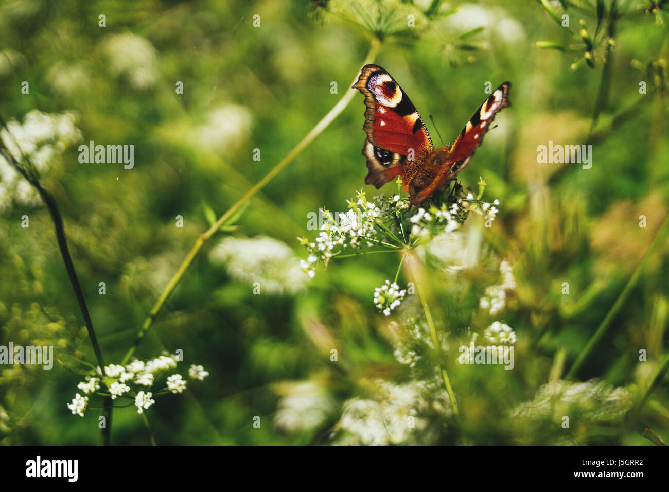 A peacock butterfly in a green garden Stock Photo - Alamy