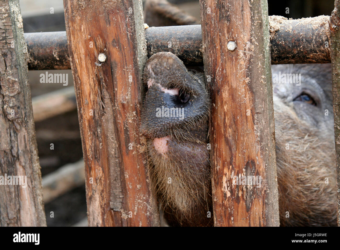 Pig breed hires stock photography and images Alamy