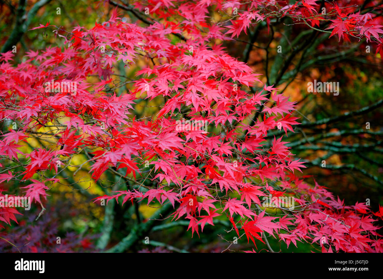 Japanese Maple trees in Autumn Stock Photo